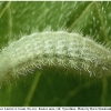 aricia artaxerxes larva4 rost